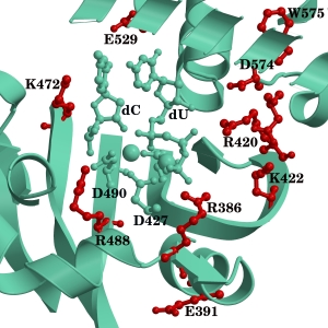 Highlighted residues with a
sequence alignment